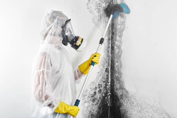 Best Mold Damage Restoration  in Gages Lake, IL