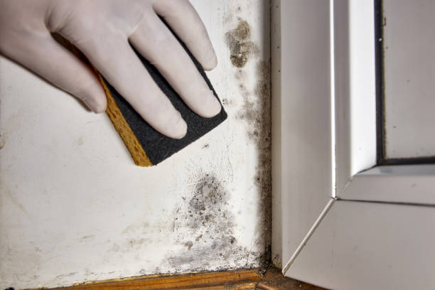 Best Mold Remediation for Healthcare Facilities  in Gages Lake, IL